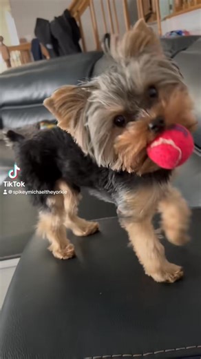 The end 😫🥴😂😂 #yorkie #doglover #dogoftheday #doglife #fyp #diy #foryou #reels | Spikey Michael