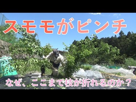 スモモがピンチ なぜ枝が折れる？