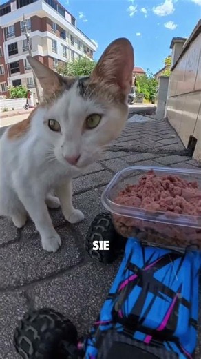 This Terrified Stray Cat Couldn't Even Trust Me 🐱💔