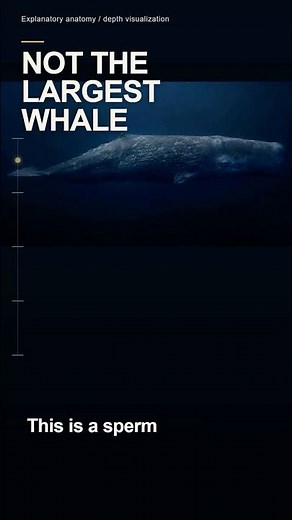 Sperm Whales Are Not the Largest Whale