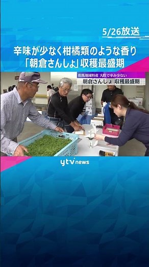 辛味が少なく柑橘類のような香り 実が大きい但馬地域特産の「朝倉さんしょ」収穫最盛期 兵庫・朝来市 #shorts #読売テレビニュース