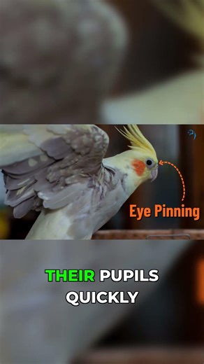 Cockatiel Aggression Signs: Don't Ignore THIS!