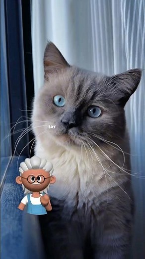 5 Cat Behaviors Explained So Easily