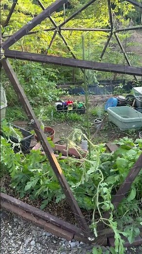 DIYジオデシックドームに短管パイプを加え、網を設置することで、地植えスイカの空中栽培を試みる。夏野菜にも応用できる万能タイプの試作品を公開します。#夏野菜#農業#庭#ガーデニング