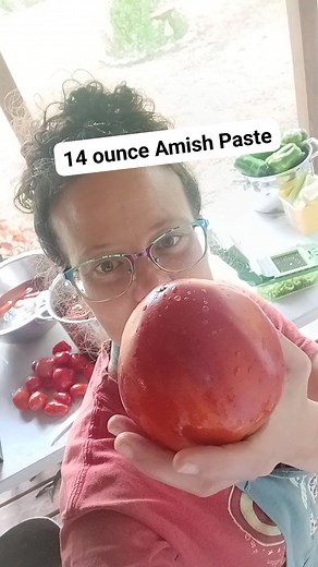 Amish paste are absolutely amazing! There are many seed companies who are selling tseedslabeled as Amish paste, but they are not. I lost my seed about 8 years ago and had to grow 4 years, with several companies each year, to finally get back real amish paste tomatoes. These baby weighed in at 14 ounces. Thick and meaty with very few seeds. #heirloomtomatoes #seedsaving #garden | Rhashell Romans