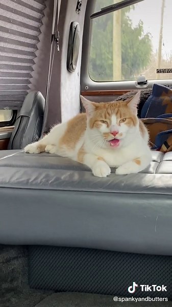 Cat Pooping in Car - Travel Cat Mishap