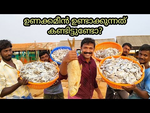 Dried Fish Processing Explained | How is dried fish prepared