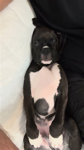 Shilo getting very comfortable