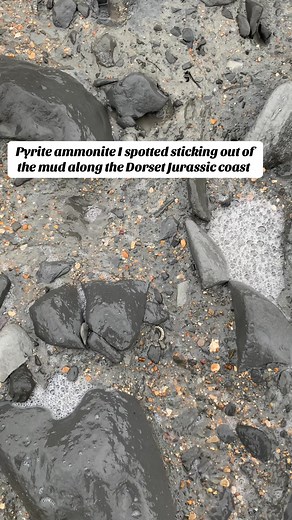 Discovering Pyrite Ammonite Fossils at Charmouth Beach