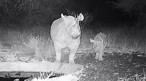 Critically endangered black rhino calf born in the wild in Kenya