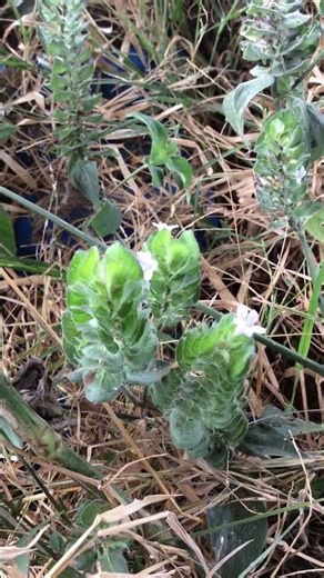 Planta tropical de pequeñas flores lila: Ruellia blechum
