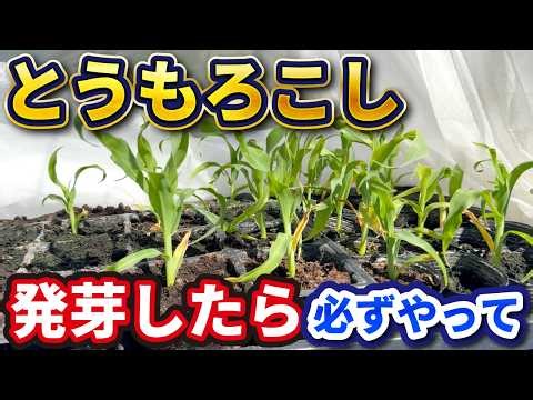 【トウモロコシ】種まきから植え付けまで！初心者が絶対知っておくべき3つのポイント