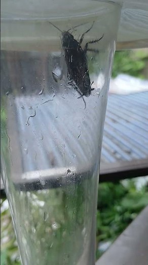 how to catch a praying mantis.