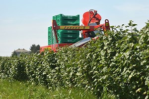 Currant, haskap and berry harvester JOANNA-5 | WEREMCZUK