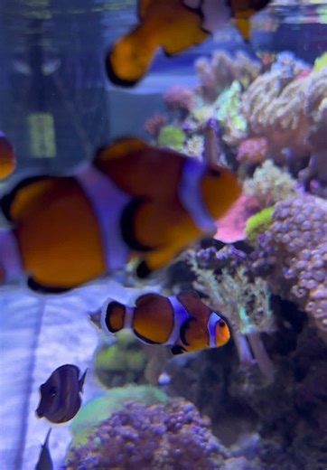A mixed reef aquarium is a living model of coral reef ecology. It contains soft corals, LPS, and SPS, each relying on a symbiotic relationship with zooxanthellae algae, which perform photosynthesis to provide energy to the coral host. Light spectrum and intensity directly affect this process, influencing coral growth, coloration, and calcification rates. At the same time, corals compete chemically through allelopathy, releasing compounds that can inhibit neighboring species, which is why carbon 