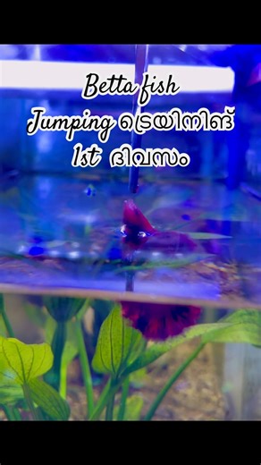 Betta Fish Jumping Training 🐟 #aquarium #bettafish #fish #shorts