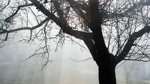 Overview - A Poison Tree by William Blake - Edexcel - GCSE English Literature Revision - Edexcel - BBC Bitesize