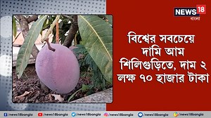 1.2K views · 13 reactions | Costliest Mango: বিশ্বের সবচেয়ে দামি আম শিলিগুড়িতে, দাম ২ লক্ষ ৭০ হাজার টাকা৷ নাম জাপানি মিয়াজাকী৷ এই আমের আঁটি খুবই ছোট, শাঁস বেশি৷ #local #LocalNews #mango #costly #seasonalfruit #fruit #news18banglaoriginalsvideo | News18 Bangla | Facebook