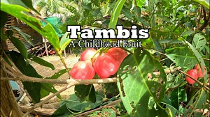 Tambis | sa sa mga childhood fruits ng mga Pinoy, lalo na sa mga lumaki sa probinsya! Pero aminin natin, medyo nakakalito minsan ang tambis at makopa. Ang pinaka-main na pinagkaiba nila ay hugis, laki, at kulay. Ang tambis ay mas maliit, may bell-like shape, at kadalasang bright red to pink ang kulay. Samantalang ang makopa ay mas malaki, may pear-like shape, at mas deep red ang kulay. Sa lasa naman, mas matamis ang tambis. Nakakalito talaga ang dalawang prutas na ito dahil magkamag-anak sila. #