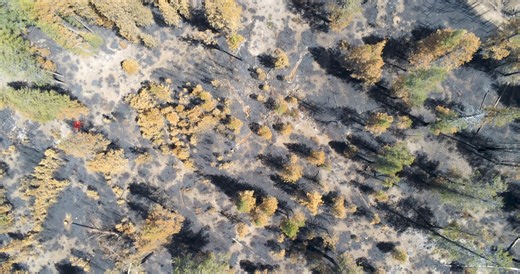 Video - Aerial flyover from a drone that demonstrates low-intensity fire effects on the Little Yamsay Fire. Surface fuels including pine needle buildup, brush and logs have been consumed by the fire. Small-diameter mixed conifer has also been killed or consumed which reduces ladder fuels. Large Ponderosa and Lodgepole pines remain. Little Yamsay Fire Update- May 11, 2024 Fire Information: 971-978-7899 Email: 2024.littleyamsay@firenet.gov Size: 3,278 acres - Location: 15 miles southeast of Chemul