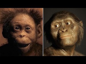 Australopithecus - Selam