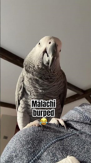 BURPING PARROT 🦜😂 #shorts