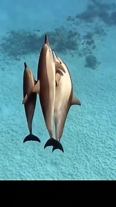 Dolphins 🐬🐬 are the most intelligent and social of all the marine mammals. They can recognize themselves in the mirror, communicate with each other using sounds and body language, and even learn some human words. #dolphins #reelsvideo #reelschallenge #underwaterlife #viralshort #underwaterworld #underwatervideo #underwaterphotography #scuba #scubadive #uwphotography | Red Sea Diving