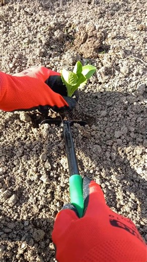 How I plant lettuce! 🥬🥗