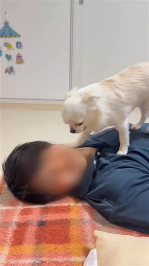 うみが食べるだけ on Instagram: "2025年総集編✨ 動画を見ていただきありがとうございます☺️ 日頃のいいねボタンや温かいコメントのおかげで今年一年、 活動を続ける事ができました！ うみ食べの動画を見て、 ・もっと愛犬のことが好きになった。 ・動画見ると犬吸いしたくなる。 ・亡き愛犬との楽しかった日々を思い出す。 など、嬉しいコメントいただきます。 これからも、うみ食べに出会えて良かったって 思ってもらえるよう頑張りますのでよろしくお願いします🙇‍♂️ PS 今年、まだ動画出します🎥"