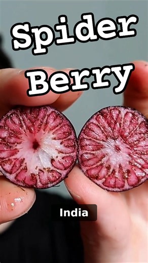 check out the full video on my YouTube channel: weird explorer | WeirdExplorer