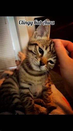 Understanding Clingy Cat Behavior and Aura