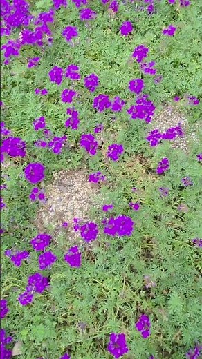 Parasol Verbena: Best Value for Money! Propagation Methods