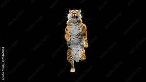 Tiger Running, 3d rendering, animal realistic, Included in the end of the clip with Alpha matte.