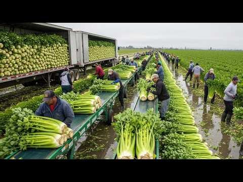 How US Farmers Harvest Thousands of Tons of Fruits & Vegetables Every Day | Farming Documentary