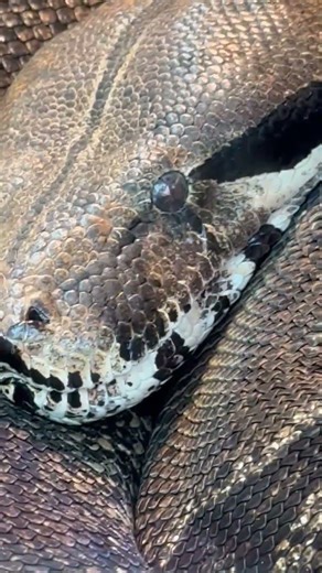 Python. boa constrictor snake. 🪱 #snake #python