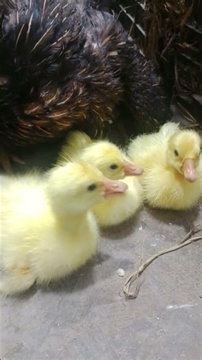 Hen hatched cute 3 baby duck chicks