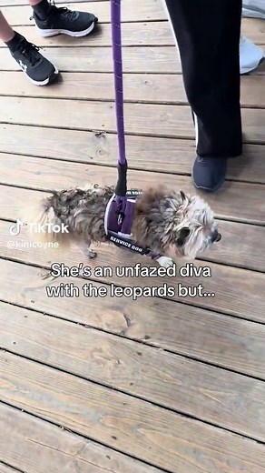 Exploring Columbus Zoo and Aquarium with Our Pup