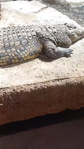 Pascal Albertini on Reels