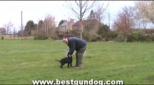 Gun Dog Training (Pre-Training Part 3)