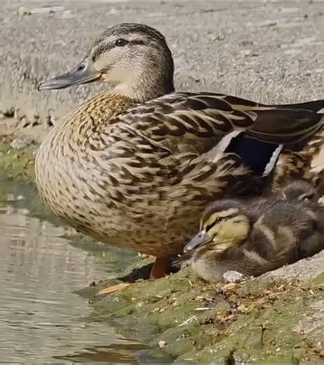 Mama duck and her babies. 💛 Video by Kimberley Phillips. | We Are Nature