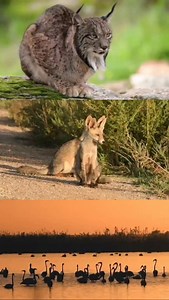 Andalucía bella y salvaje Carlos Romero 📽 www.carlosphotonature.com | Carlos Romero Photography - Wildlife Photographer