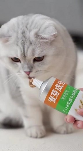 Cat Hairballs Deadly? 3 Easy Ways to Prevent & Save Your Cat 11月20日