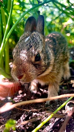 Thank goodness we neglected the carrot patch this summer! 😅 Just when we thought we were way behind on harvesting, the garden gave us a wink and came alive one night when we were watering. Tiny baby bunnies started hopping through the carrot patch—completely soaked, a bit startled, but very much at home. 🐇🥕 That’s when we realized our densely packed, wildly messy, intentionally diverse garden had quietly—and unknowingly—become a nursery. And I must say, momma rabbit knew exactly what she was 