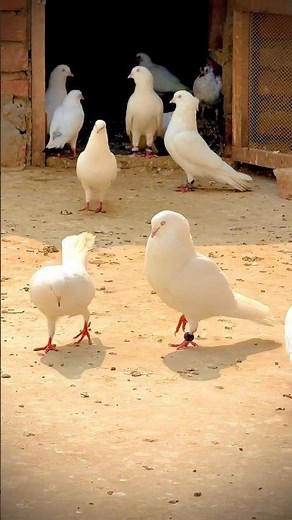 😭#1000subscriber #1millionviews #10k #shortvideo #shorts #minivlog #10k