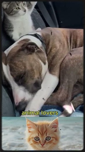 funny animal videos😂#animals #animal #animallife