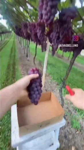 Niágara Rosa 🍇Caçador - SC Do nosso parreiral direto para a sua mesaais frescor e mais sabor#yt