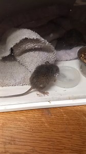 9.2K views · 246 reactions | Keeping so many animals, it's impossible not to attract Mice . Every chance we get, we highlight the damage done to Wildlife by using rodenticides, we don't believe that there's a safe way to use Rodenticides. We set live catch mice and rats and release them, but a decision has been made that these pups will stay until they are big and strong. | Animal Magic Wildlife Displays | Facebook