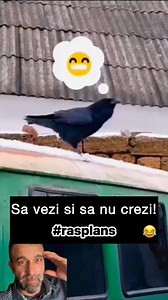 ATENTIE! Cioara musca😂 #rasplans #laugh #laughandcry | Benciu Ioan Emanuel