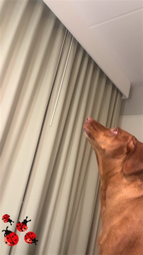 Lol! Sage vs the ladybug #ladybug #doglife #servicedog