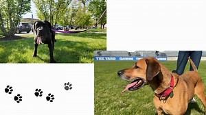 Shelter Me: Meet Dwight and Apollo, two lovable dogs looking for homes